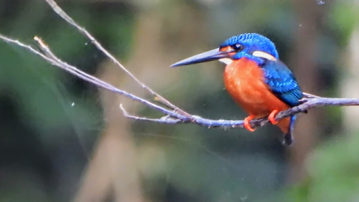 Blue-eared Kingfisher - ML647680813