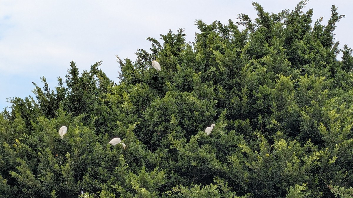 Medium Egret - ML647680814