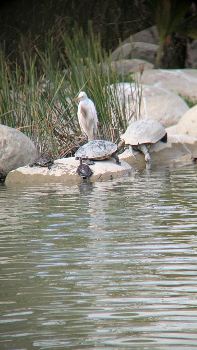 Medium Egret - ML647680815