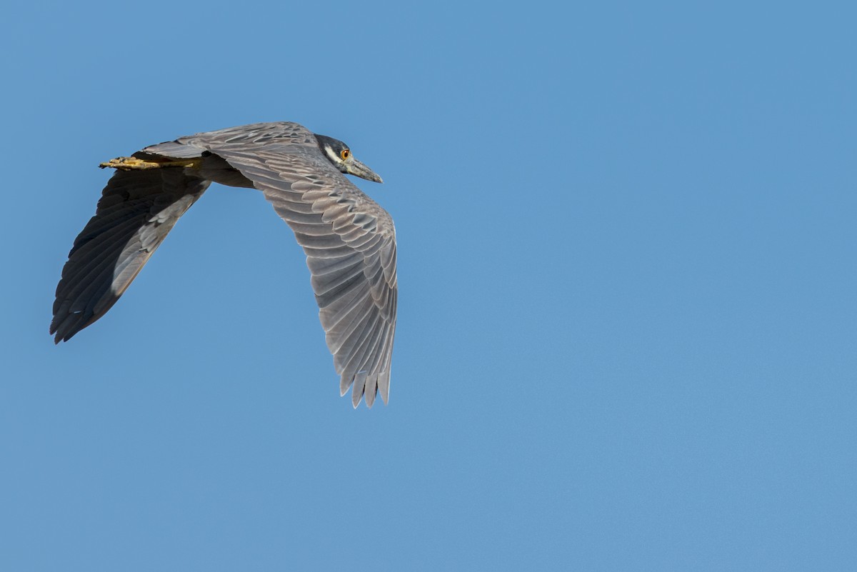 Yellow-crowned Night Heron - ML647680820