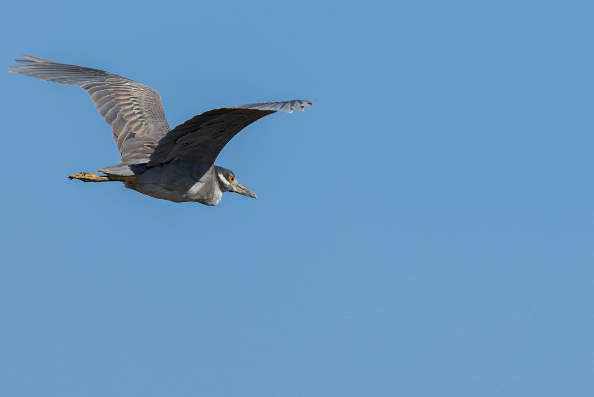 Yellow-crowned Night Heron - ML647680821