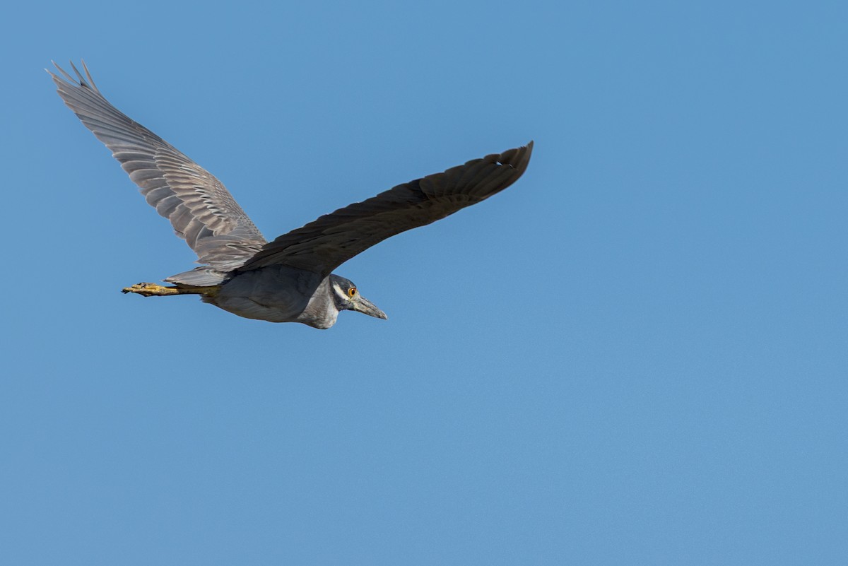 Yellow-crowned Night Heron - ML647680822