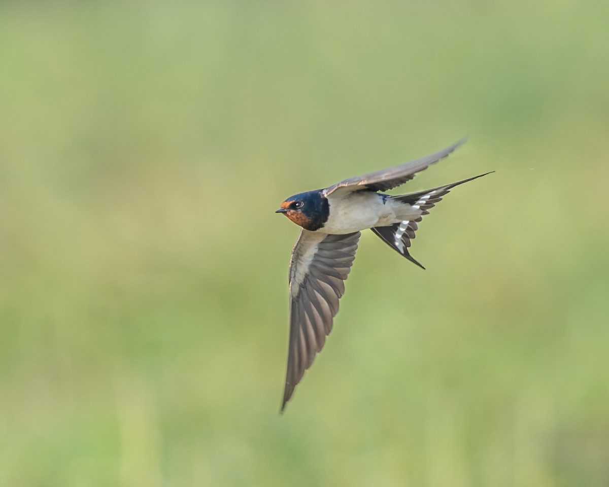Barn Swallow - ML647680839