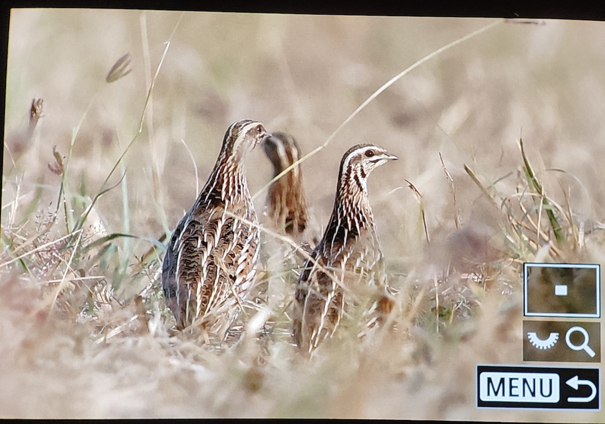 Common Quail - ML647680840