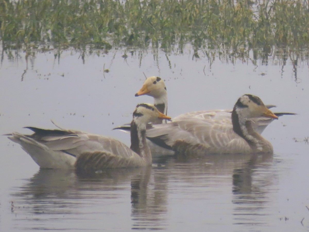 Oie à tête barrée - ML647680841