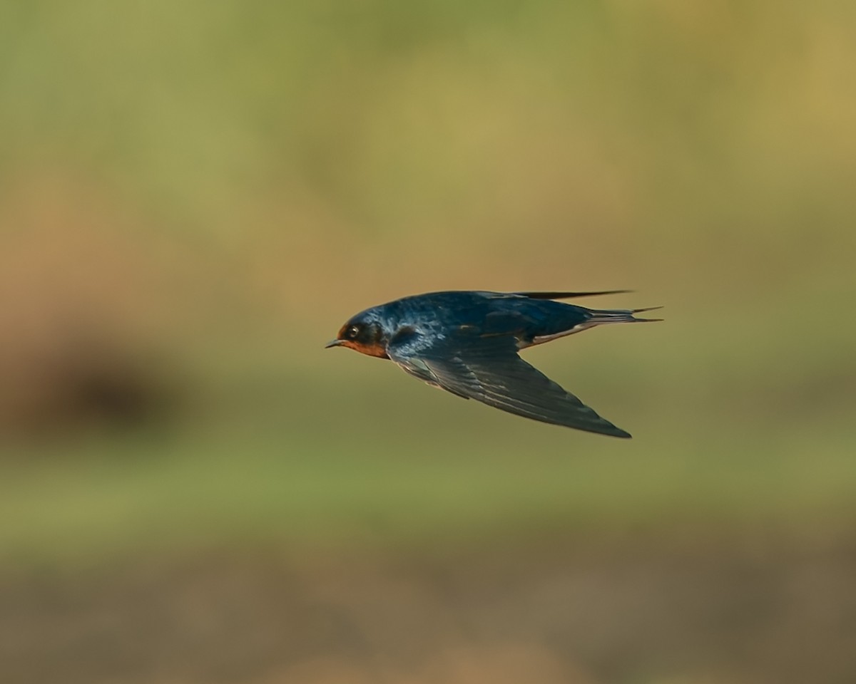 Barn Swallow - ML647680848