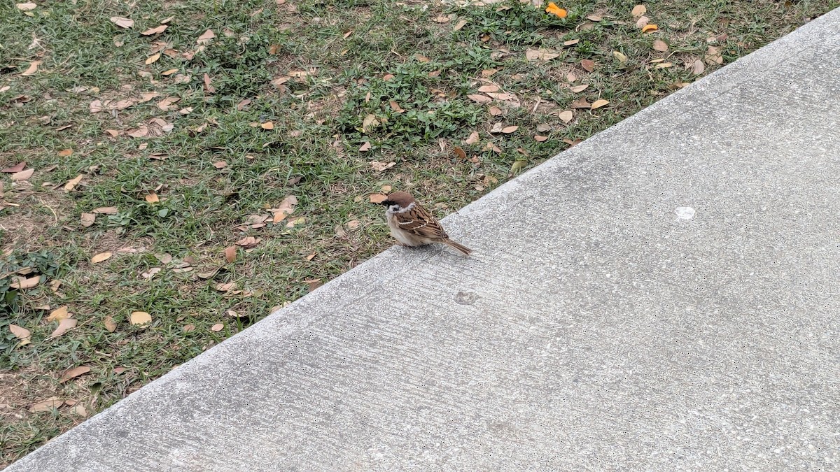 Gorrión Molinero - ML647680858