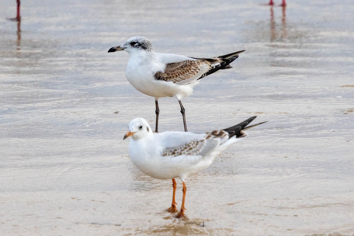 Mediterranean Gull - ML647680899