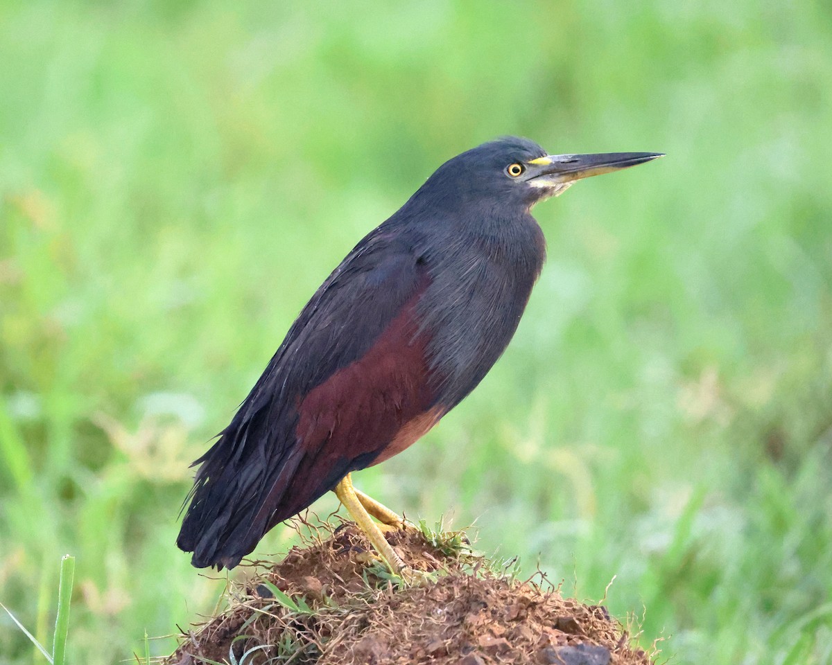 rustbukhegre - ML647680908