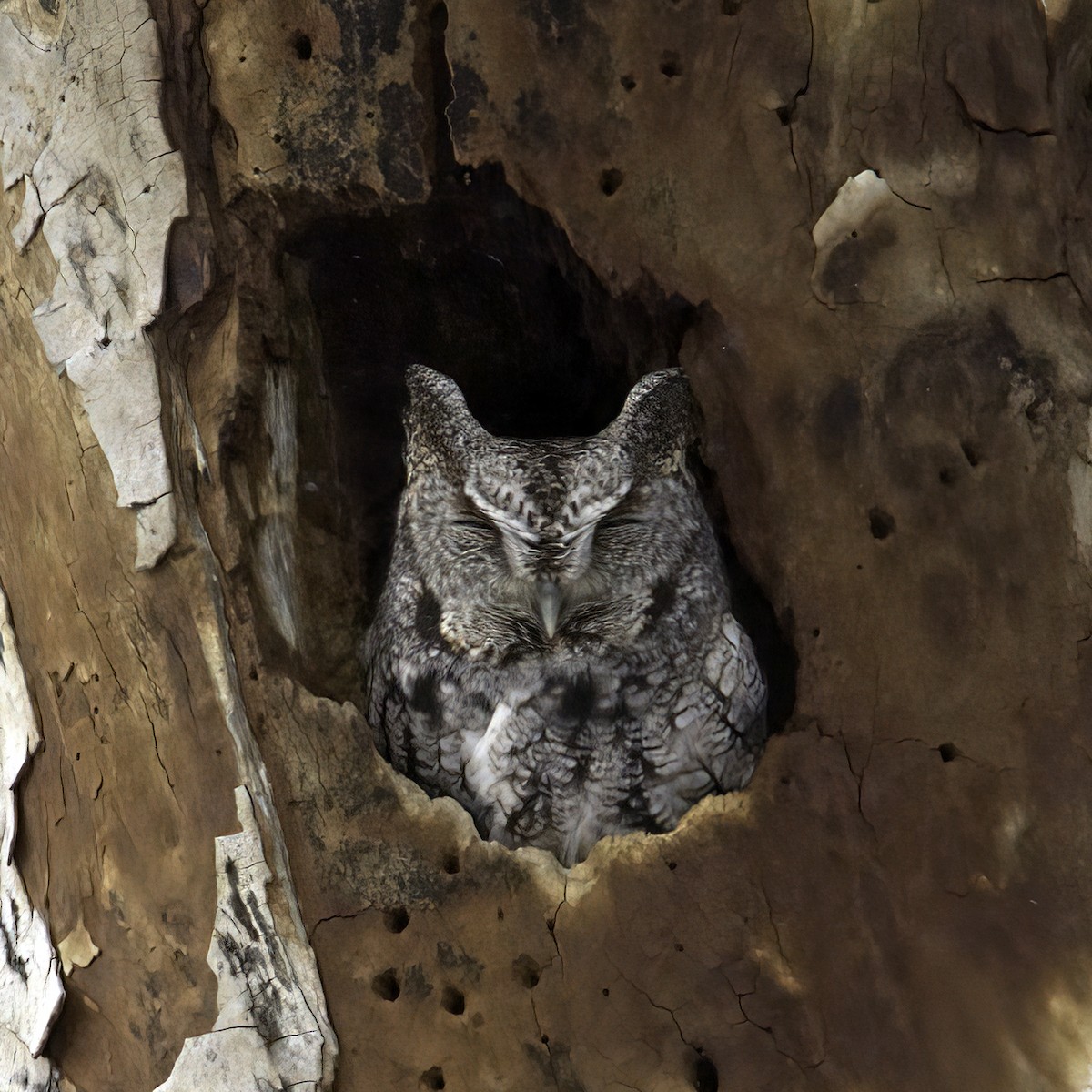 výreček americký - ML647680911