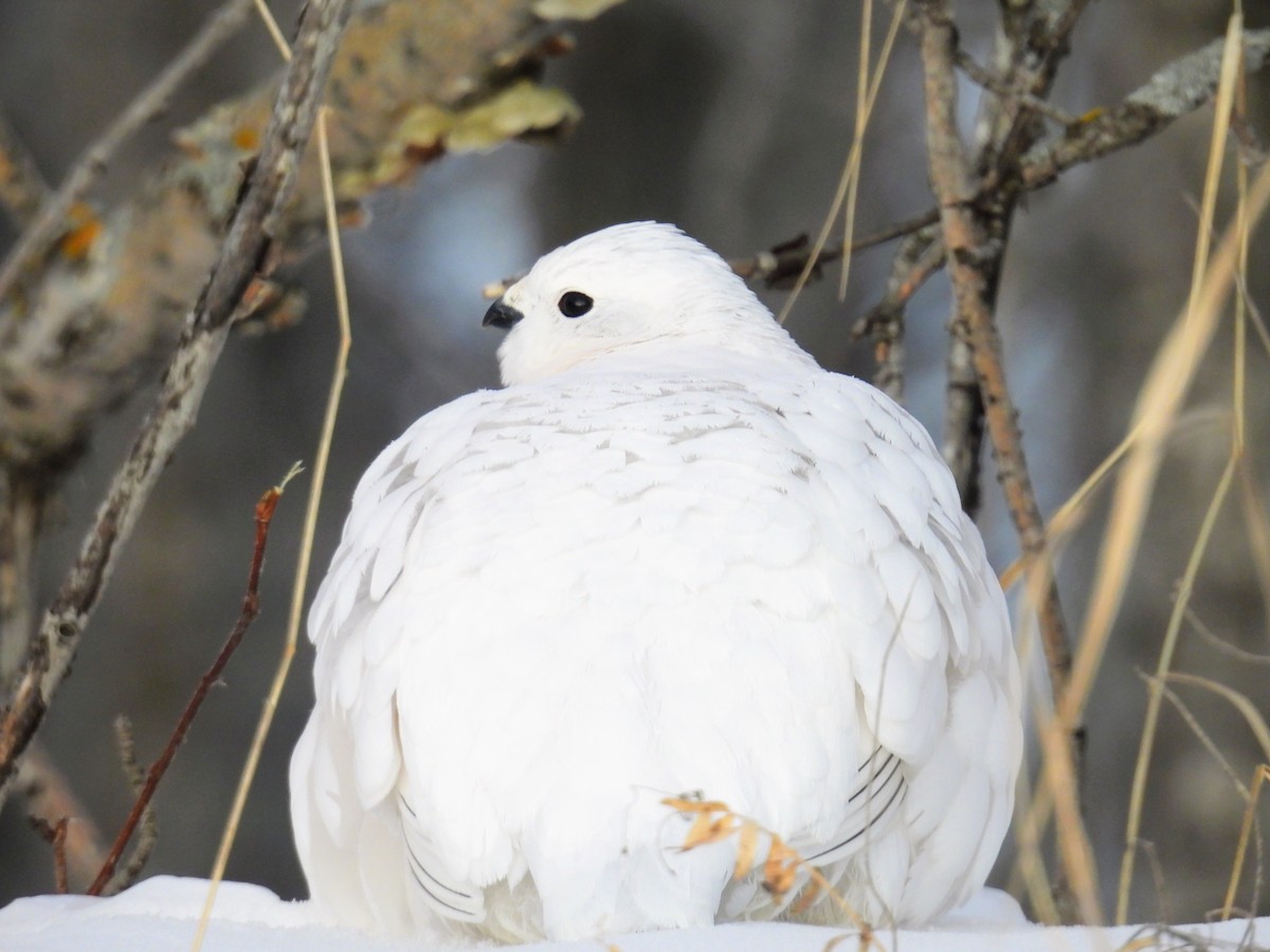 Willow Ptarmigan - ML647680912