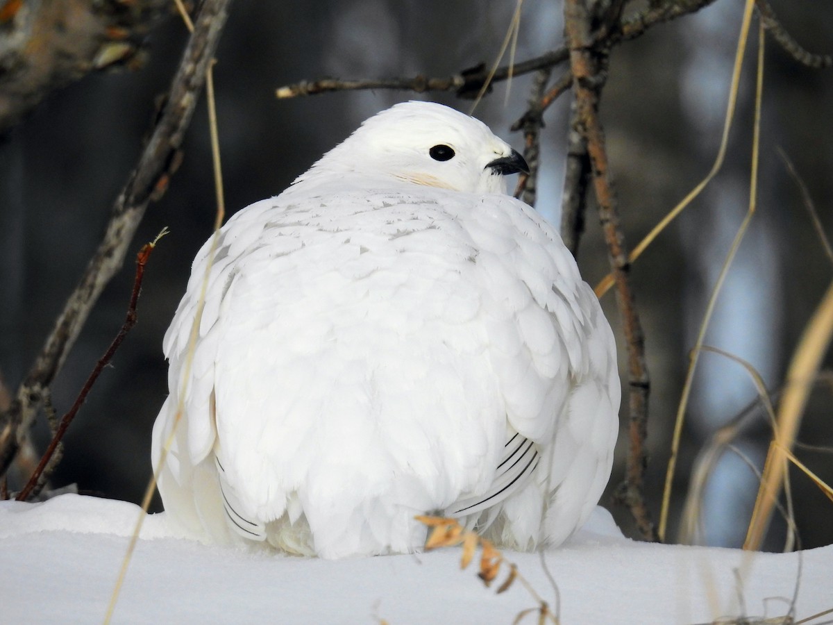 Willow Ptarmigan - ML647680913