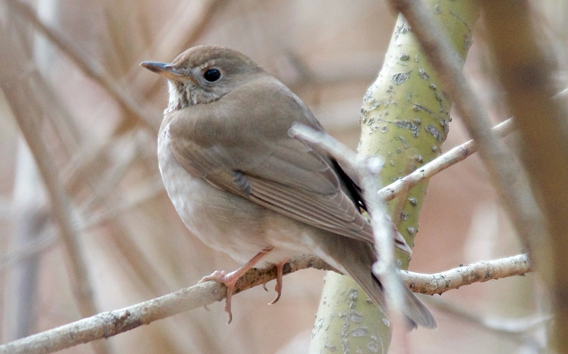 Grive à joues grises - ML647680920