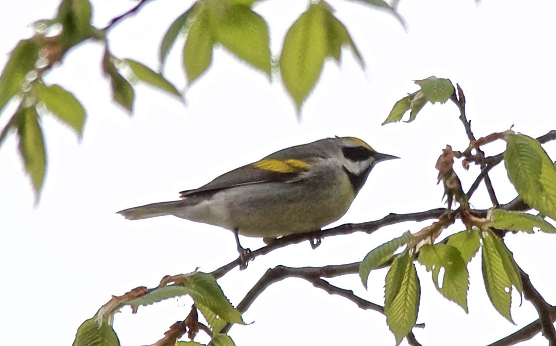 Golden-winged Warbler - ML647680943