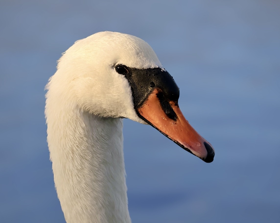 Лебідь-шипун - ML647680950