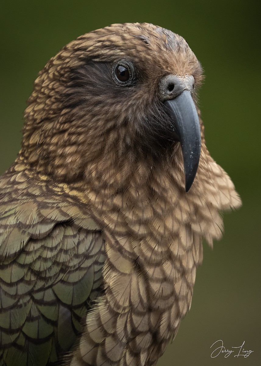 Kea - ML647680957