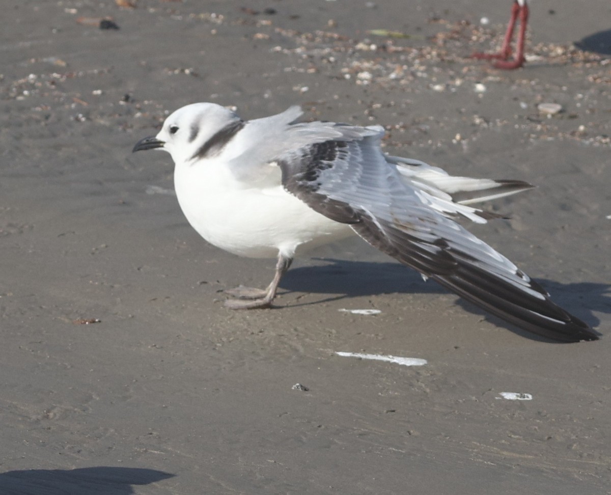Black-legged Kittiwake - ML647680966