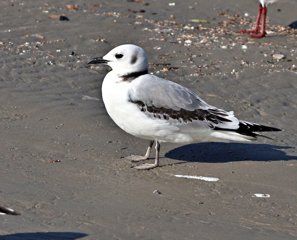 Black-legged Kittiwake - ML647680970