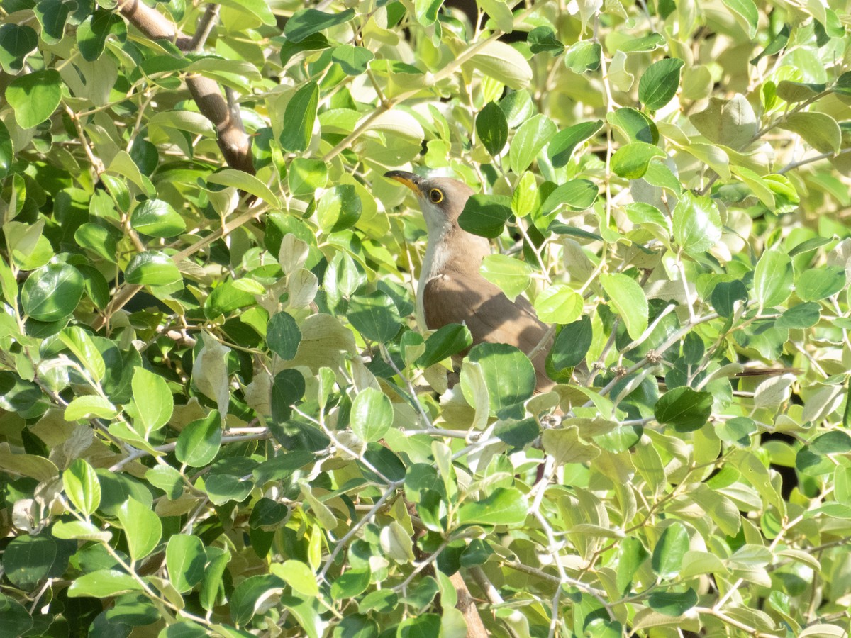 Coulicou à bec jaune - ML647680977