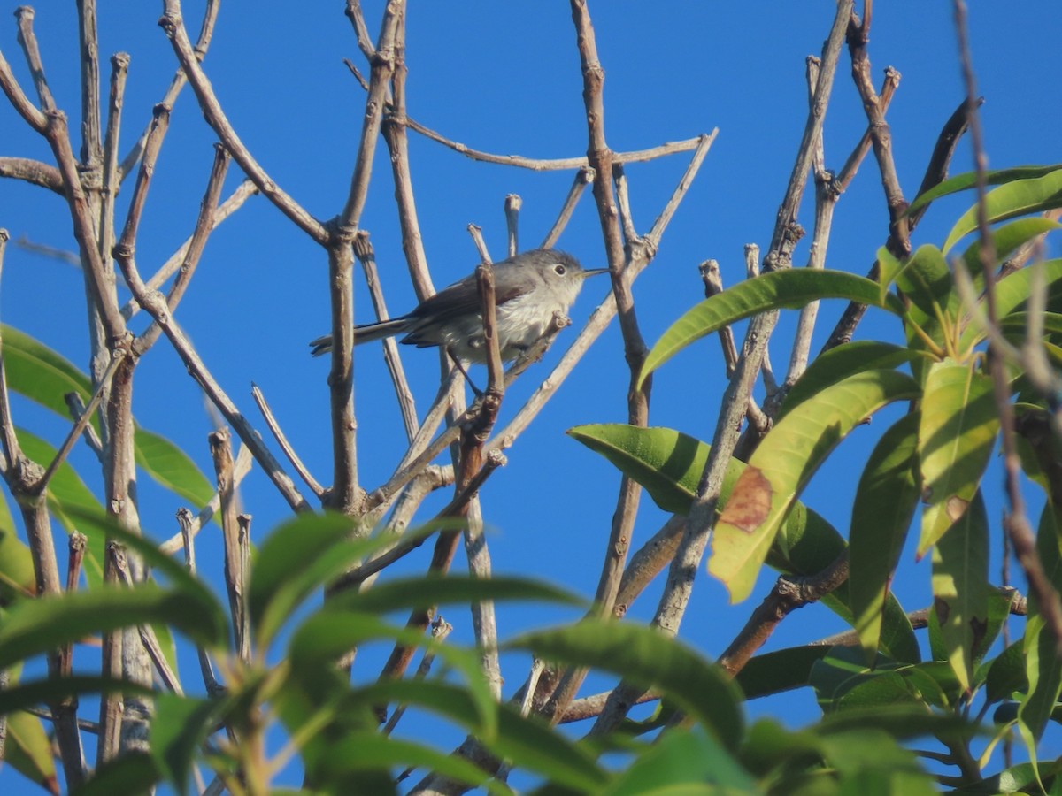 Blue-gray Gnatcatcher - ML647680985
