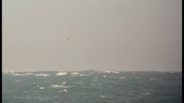 Alcatraz Atlántico - ML647681014