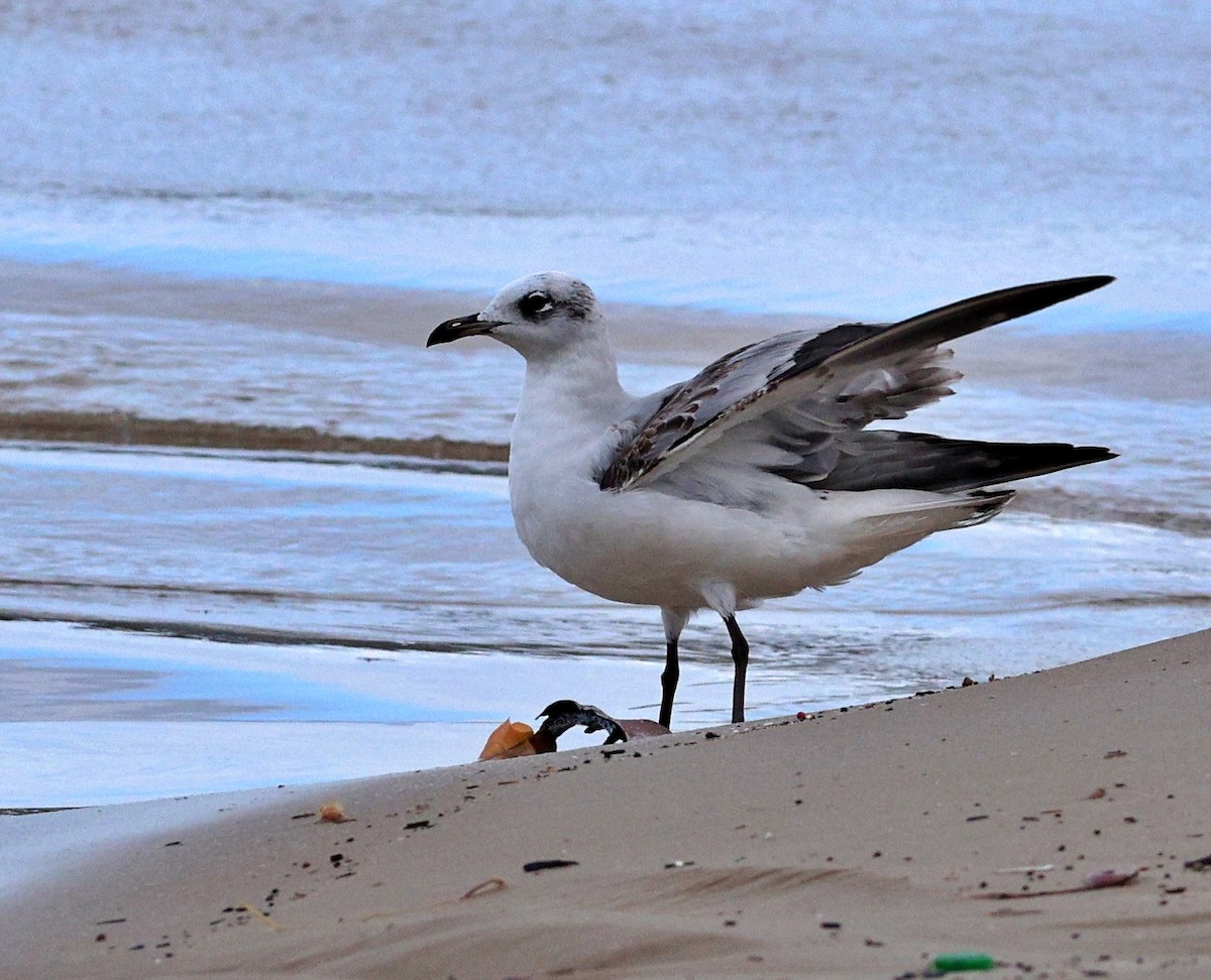 Mediterranean Gull - ML647681015