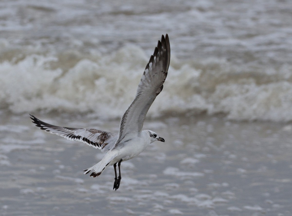 Mediterranean Gull - ML647681018