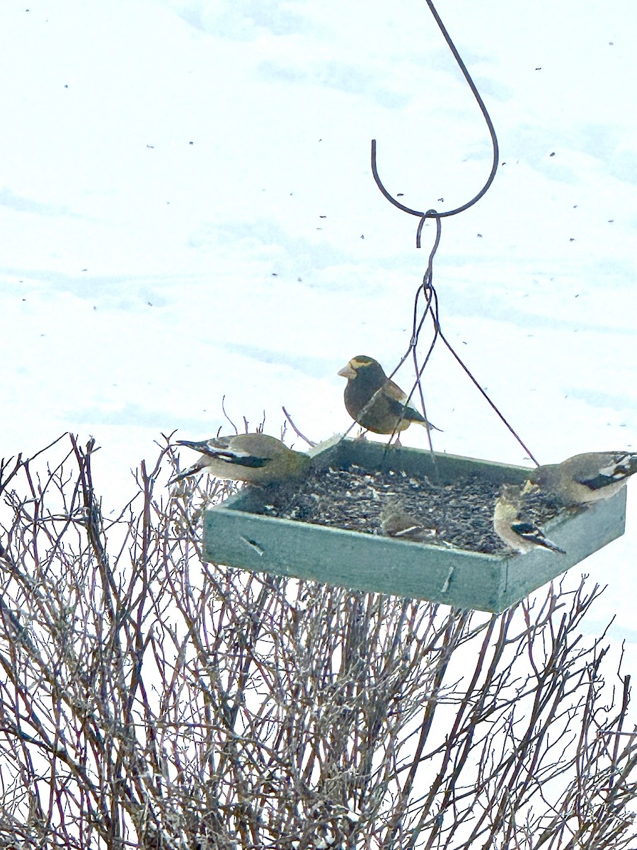 Evening Grosbeak - ML647681020