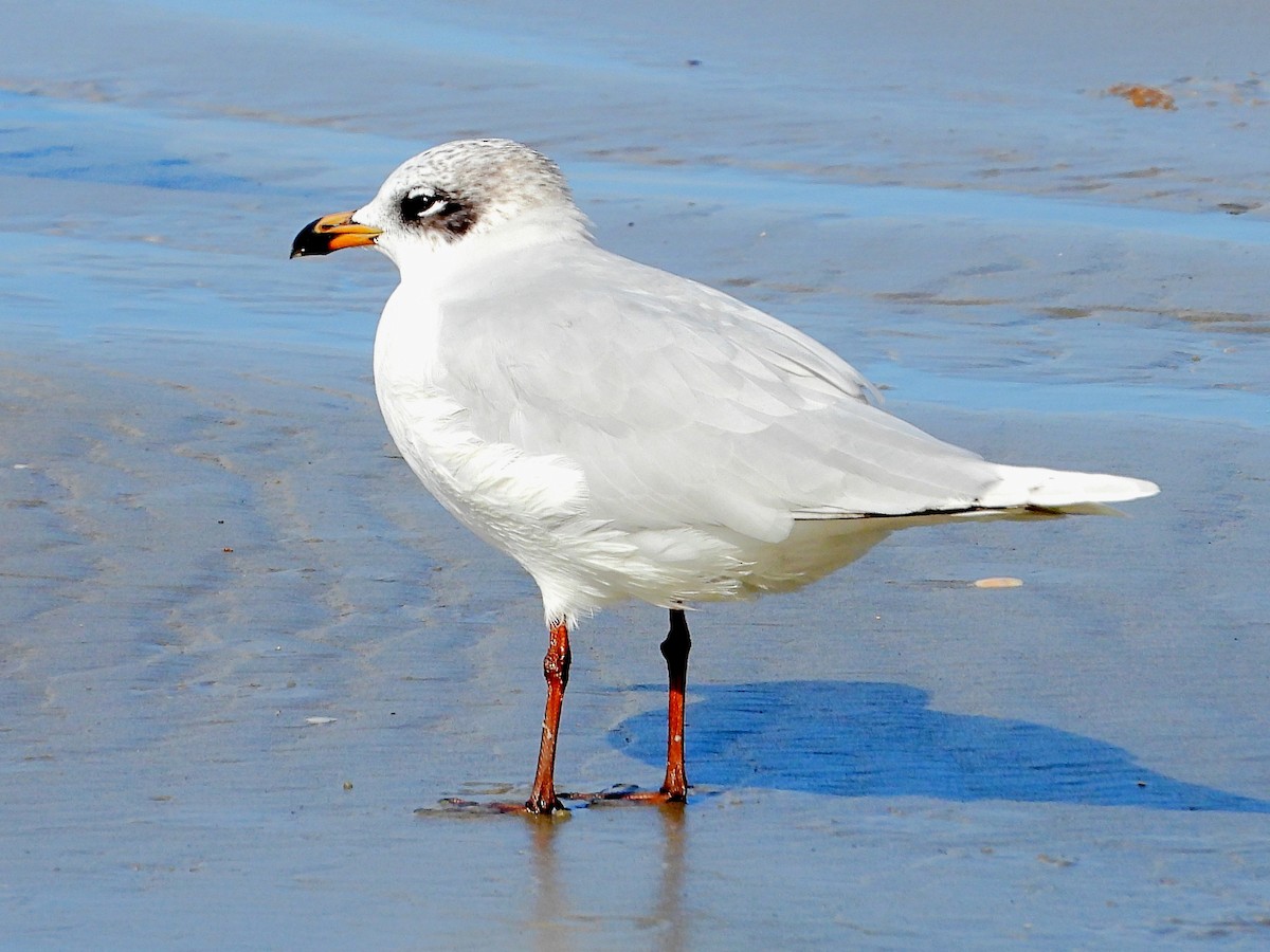Mediterranean Gull - ML647681023