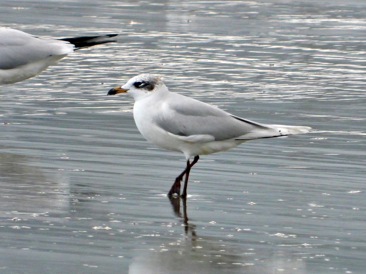 Mediterranean Gull - ML647681028