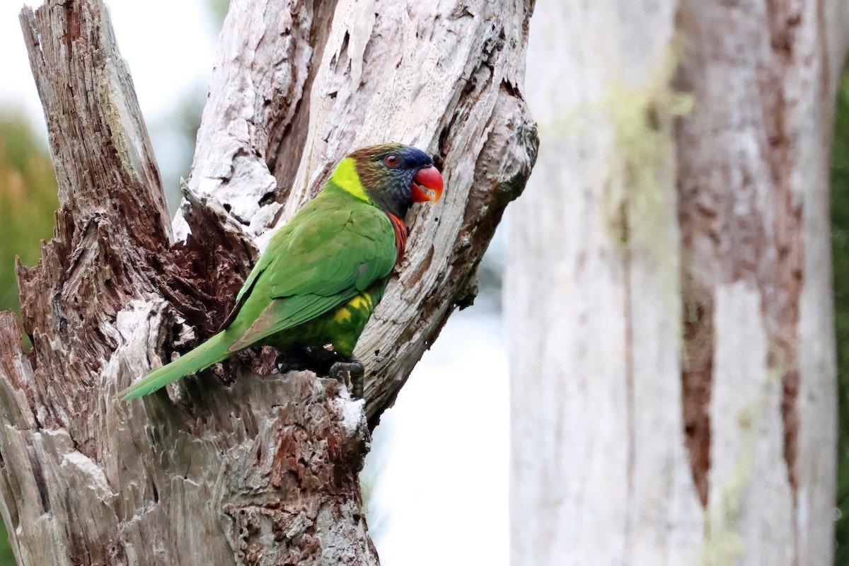 Coconut Lorikeet - ML647681034