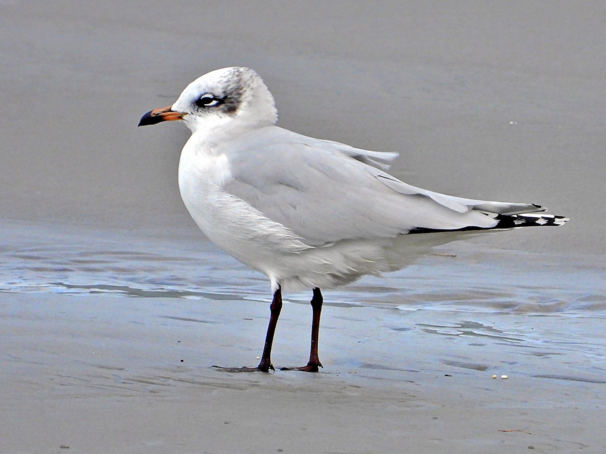 Mediterranean Gull - ML647681039