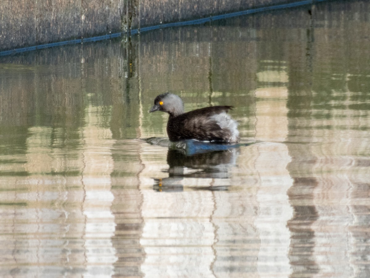 Amerika Küçük Batağanı - ML647681047