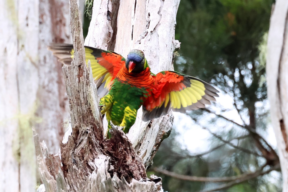 Coconut Lorikeet - ML647681049