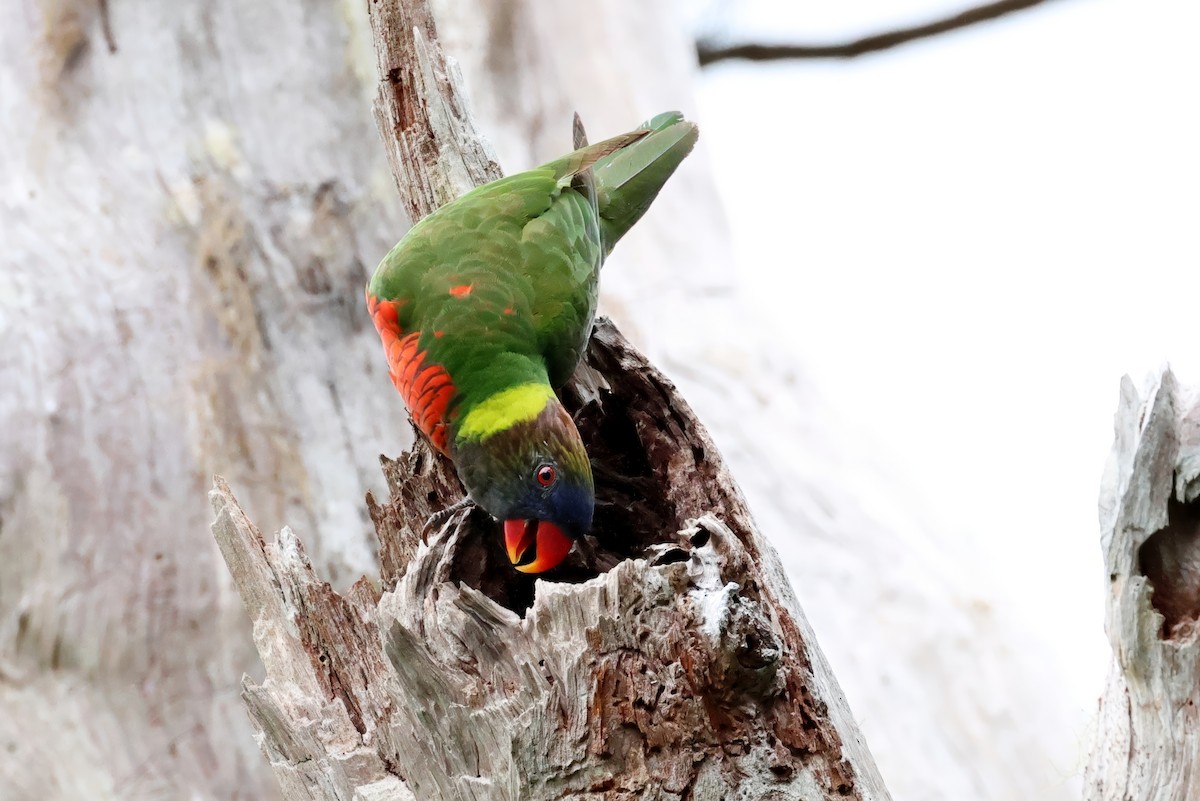Coconut Lorikeet - ML647681072