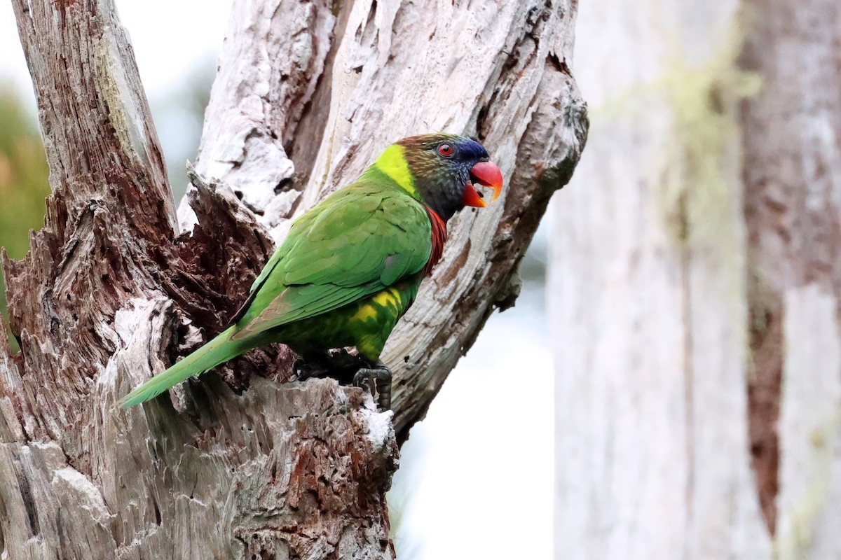 Coconut Lorikeet - ML647681081