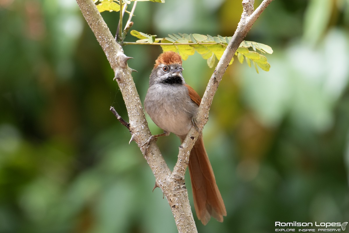 Sooty-fronted Spinetail - ML647681082