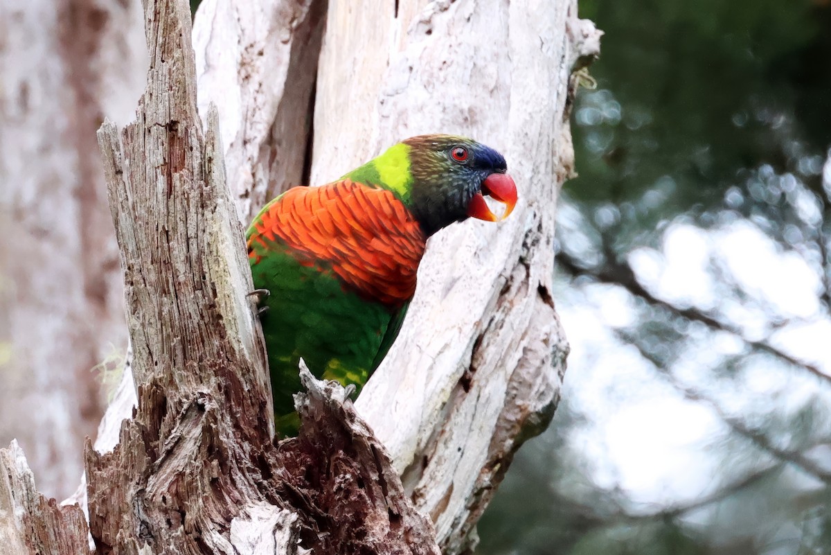 Coconut Lorikeet - ML647681086