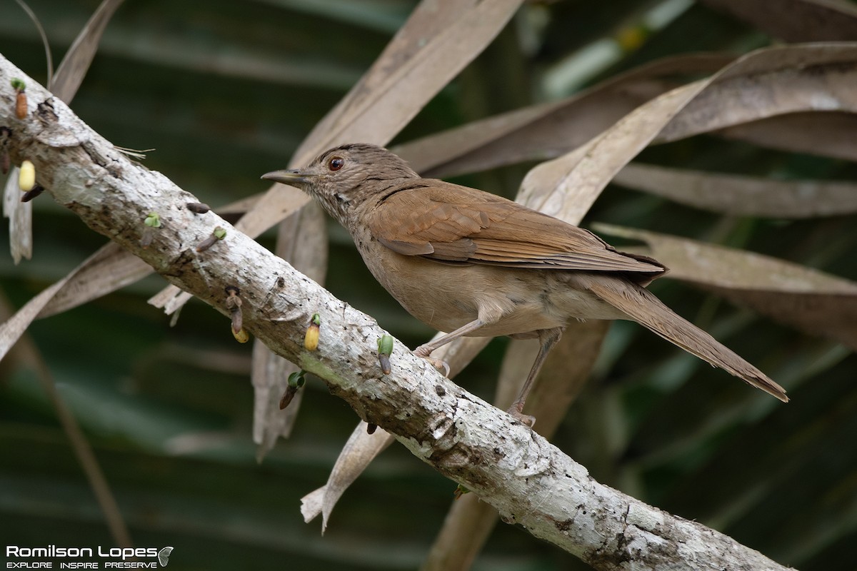 Pale-breasted Thrush - ML647681100
