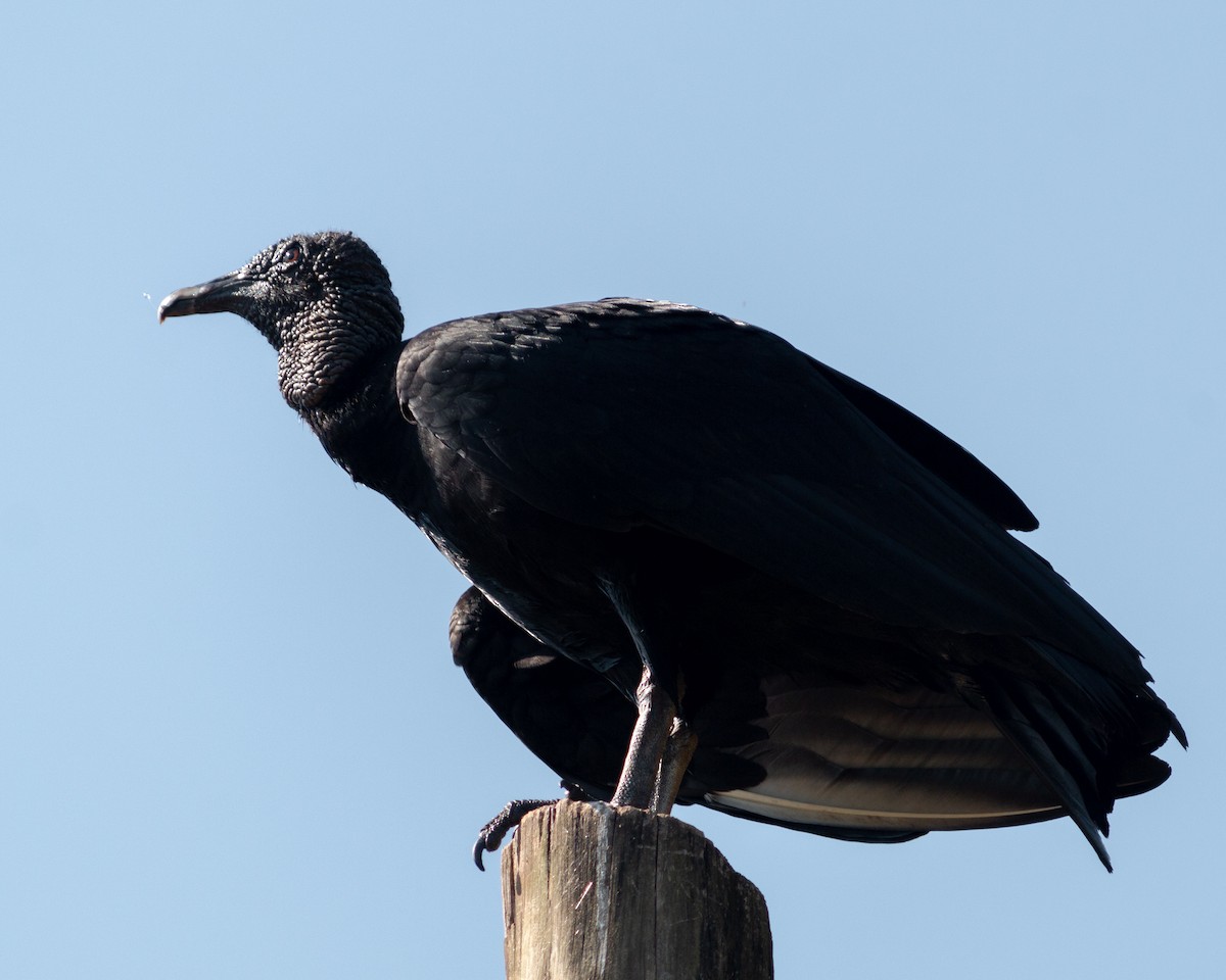 Катарта чорна - ML647681130