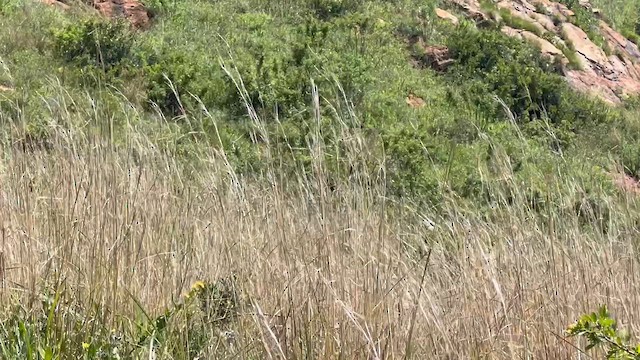 Cape Grassbird - ML647681188