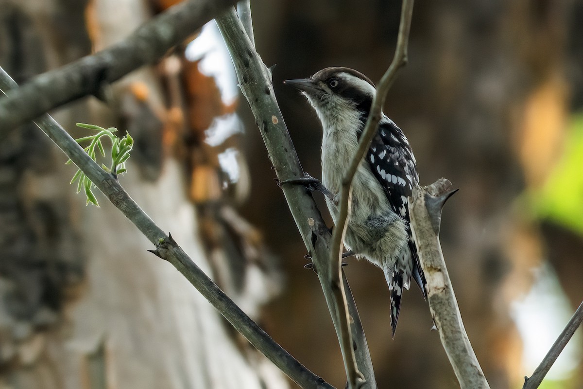Brown-capped Pygmy Woodpecker - ML647681211