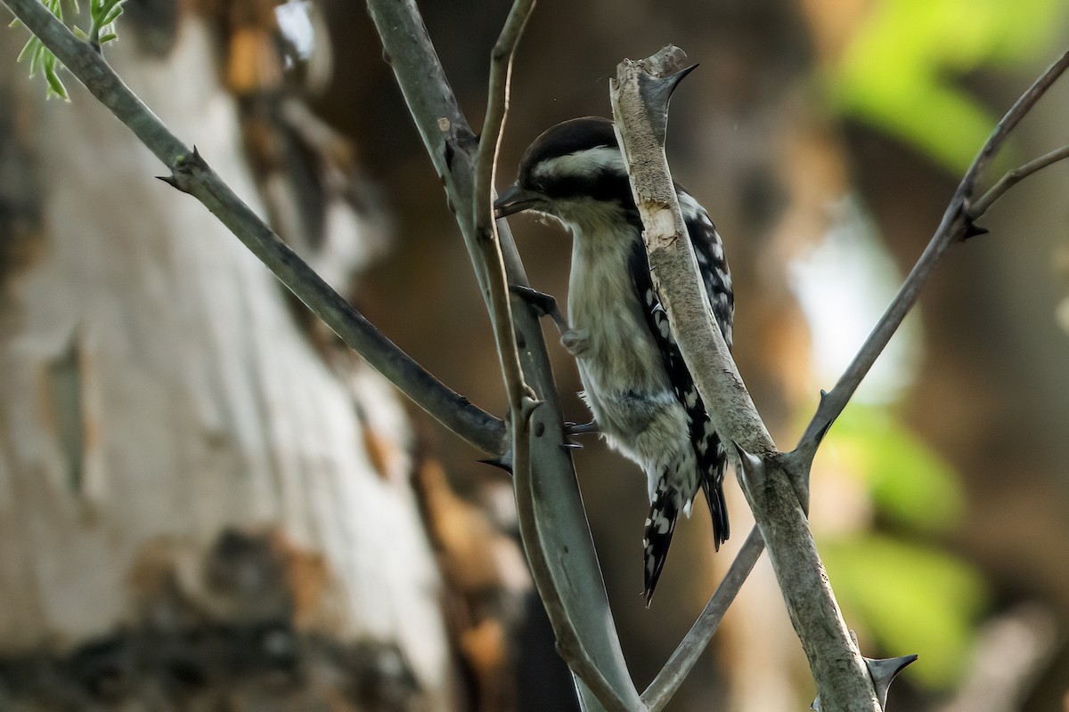 Brown-capped Pygmy Woodpecker - ML647681212