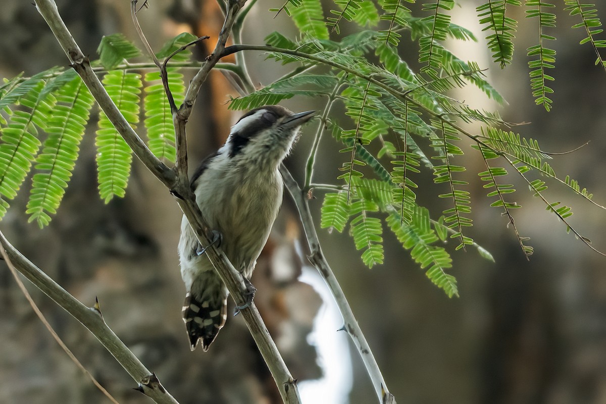 Brown-capped Pygmy Woodpecker - ML647681213