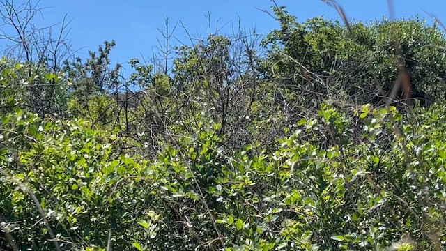 Black-chested Prinia - ML647681265