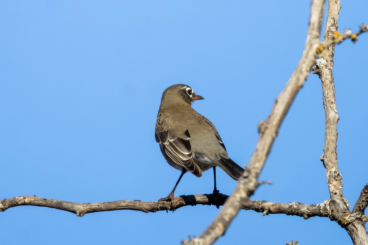 American Robin - ML647681266