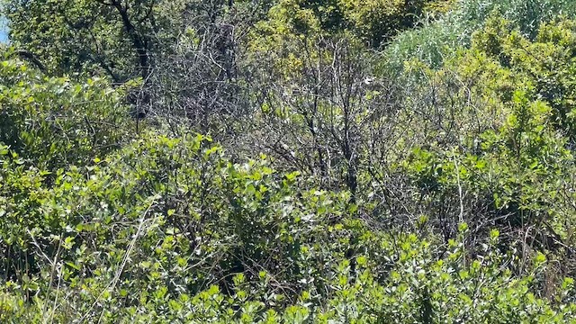 Black-chested Prinia - ML647681267