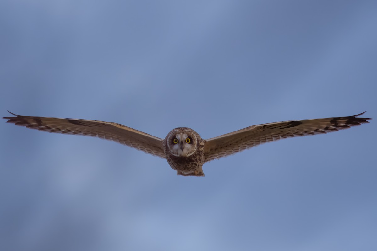 Zingira-hontza - ML647681309