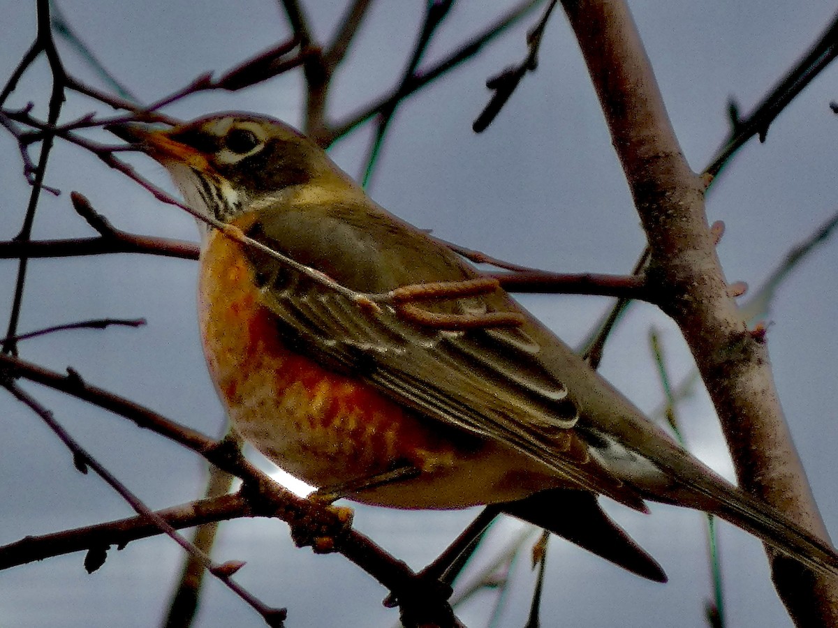 American Robin - ML647681384