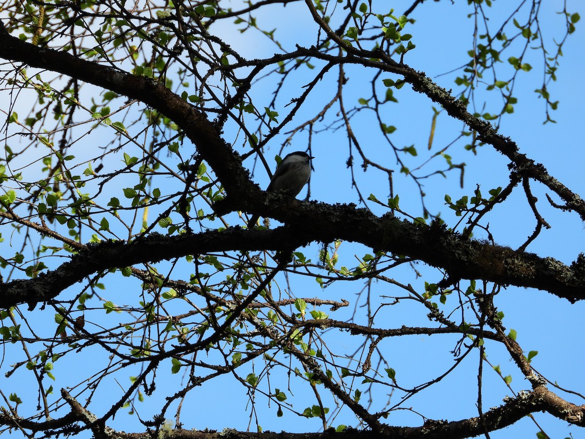 Пухляк - ML647681401